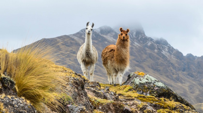 Best time to visit Peru and Andes