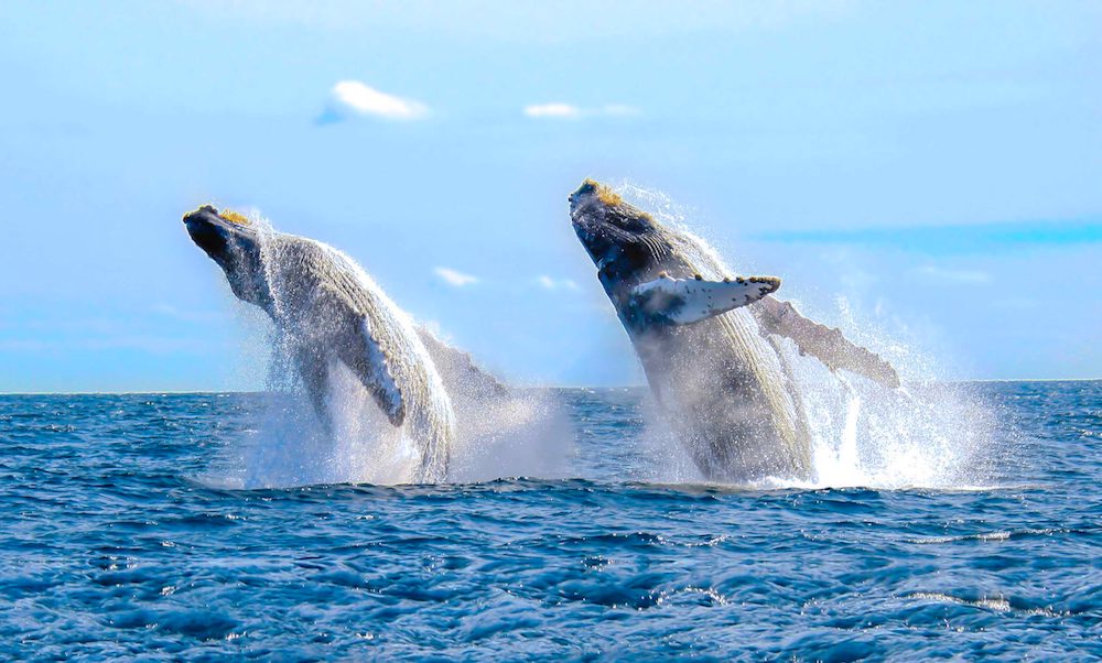 Whale Watch baja Los Cabos and La Paz