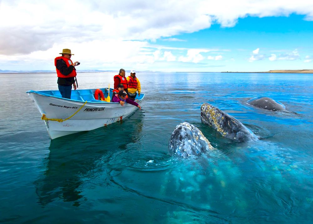 Whale Watch in Baja