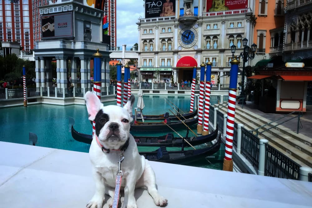 Pet-Friendly Hotels in Las Vegas
