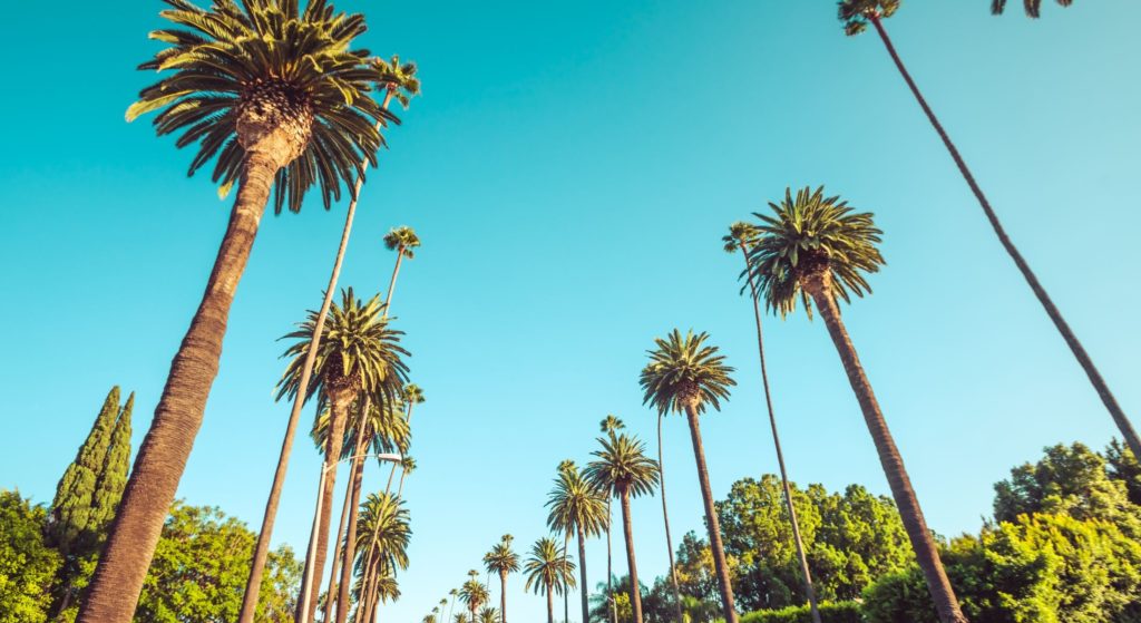 Beverly Hills Hotels palms