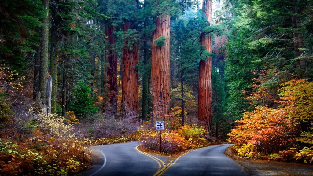 National Parks near Vegas, Sequoia National Park