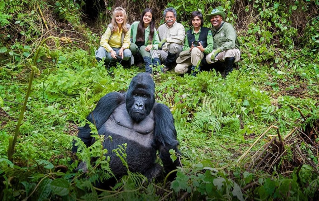 traveling the worrld gorilla-tracking in rwanda