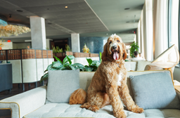 Dog Friendly hotels in florida