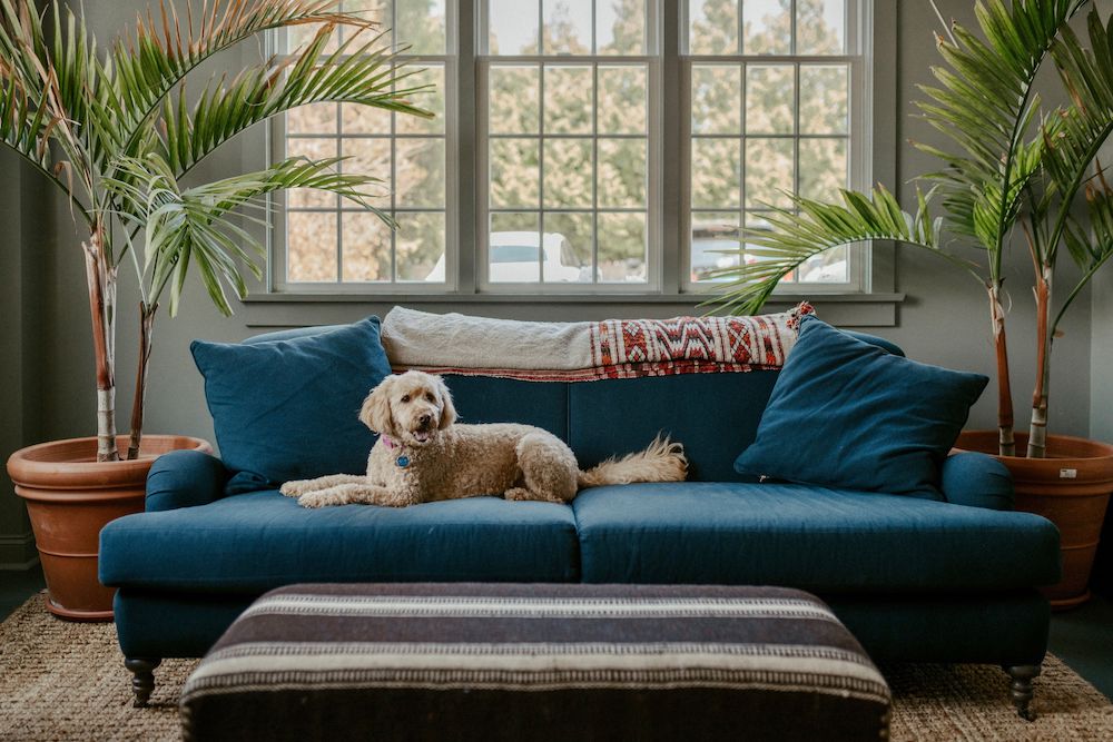 Dog Friendly hotels