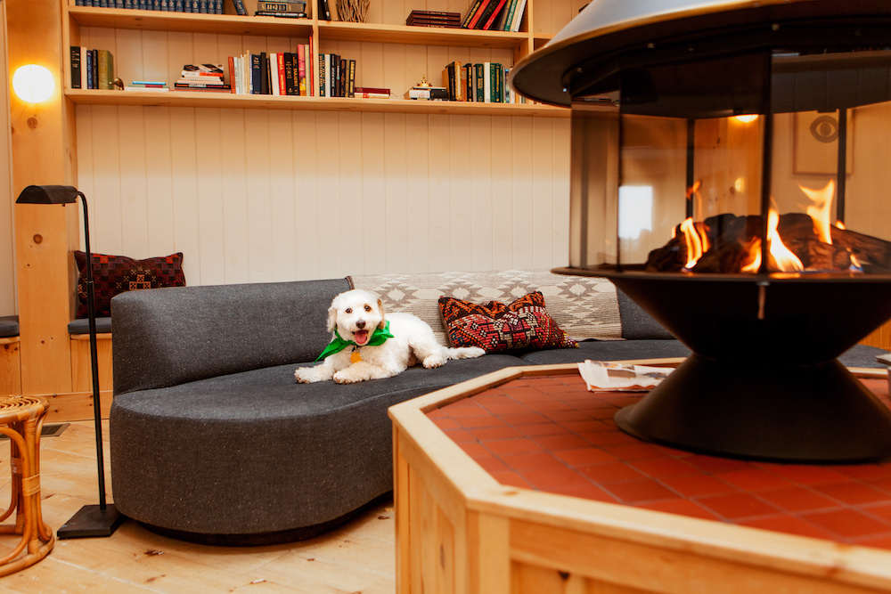 Dog Friendly hotels in New York 