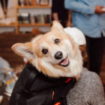 dog-friendly vacations