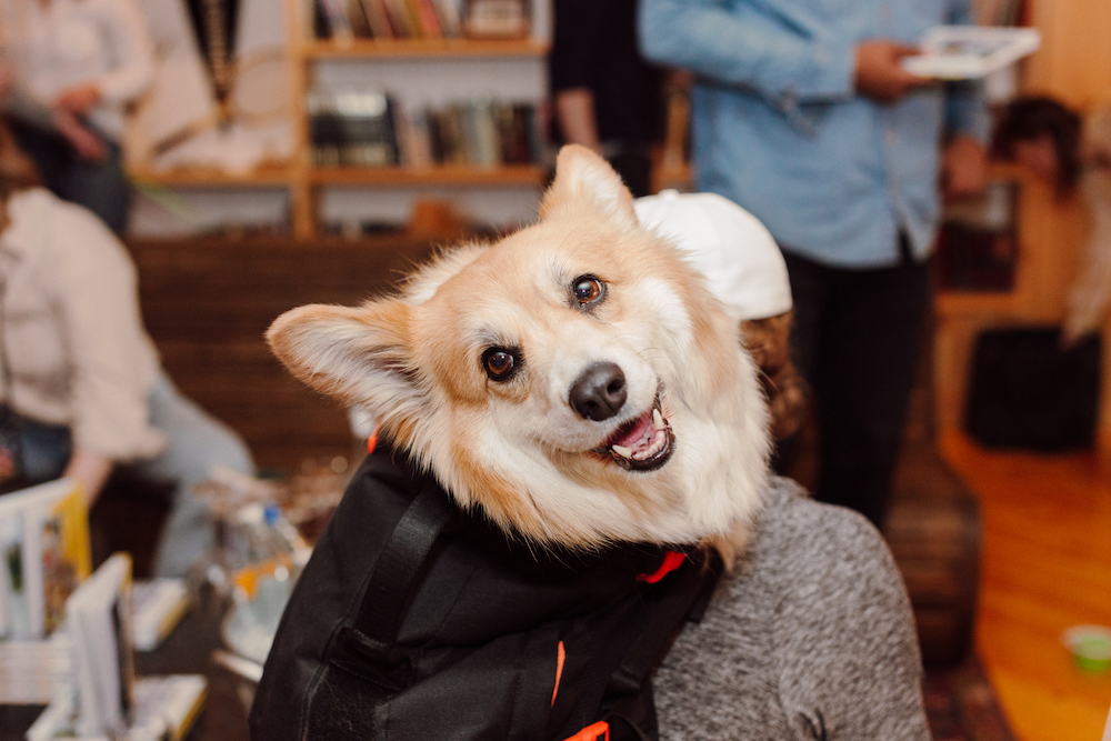 dog-friendly vacations